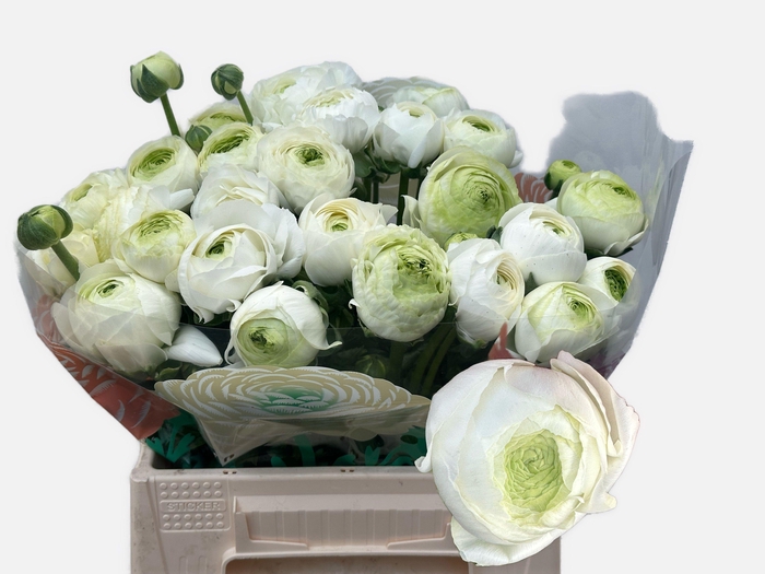 <h4>RAN CHAMALLOW</h4>