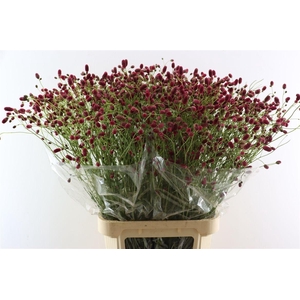Sanguisorba Of Arnhem