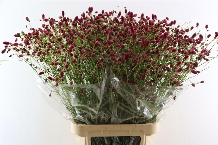 <h4>Sanguisorba Of Arnhem</h4>