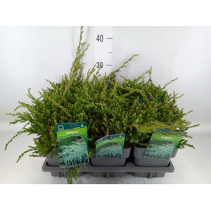 Juniperus squamata 'Blue Carpet'