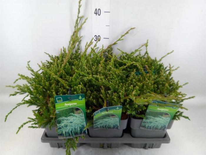 <h4>Juniperus squamata 'Blue Carpet'</h4>