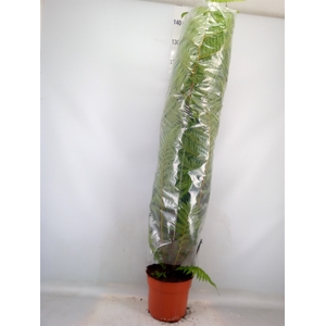 Cyathea cooperi