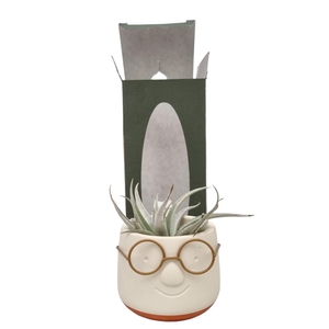 ARR TILLANDSIA