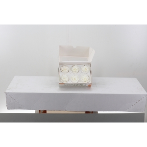 Rosa Preserved Ivory