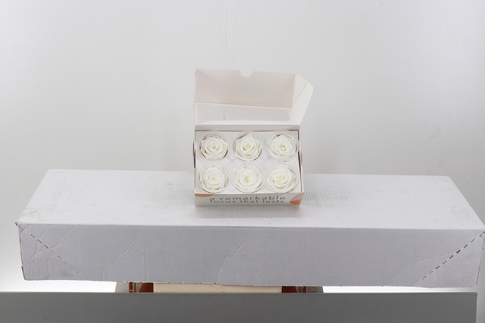 <h4>Rosa Preserved Ivory</h4>