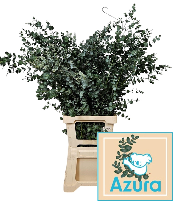 <h4>EUCA GU AZURA</h4>