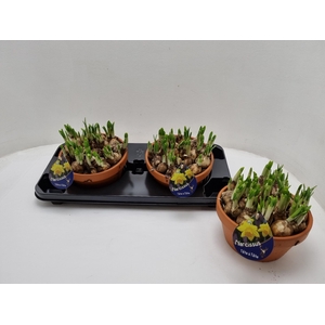 Narcissus Tete a Tete arr. 20Ø 15cm