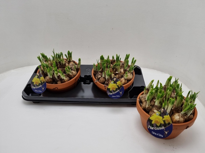 Narcissus Tete a Tete arr. 20Ø 15cm