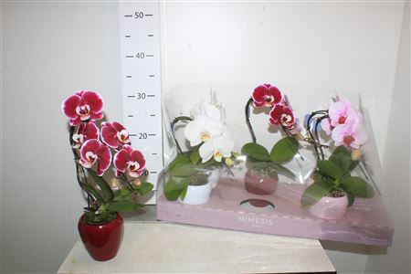 <h4>Phal Cascade Gem 1 Branche 6+ In Keramiek</h4>