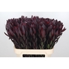 Leucadendron Saf Sunset Dark R.