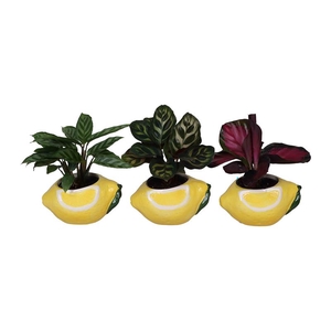 CALATHEA MIX P6 L 66695