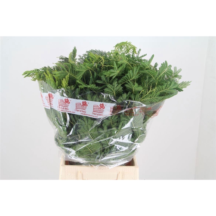 <h4>ACACIA BAILEYA BL BS</h4>