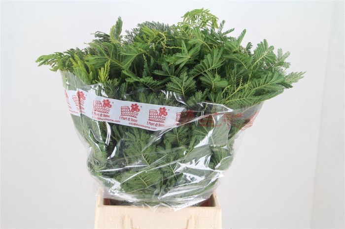 ACACIA BAILEYA BL BS