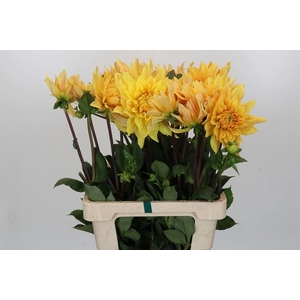 Dahlia SC 'Gelber Vulcan'