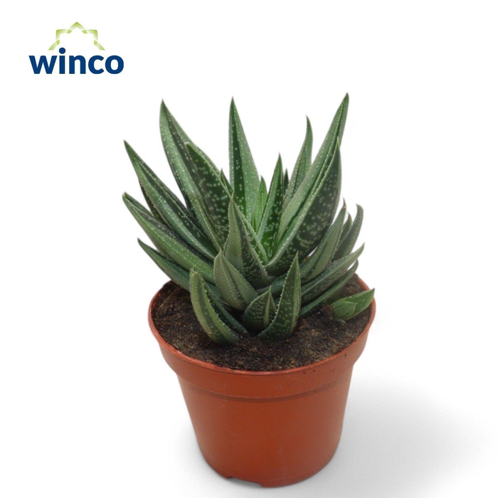 <h4>Gasteraloe Variegata</h4>