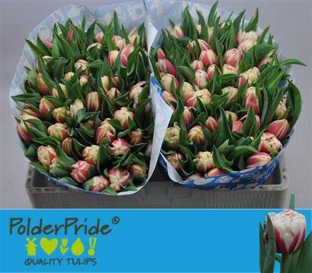 <h4>Tu Du Vermont</h4>