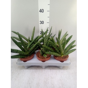 Sansevieria cyl. 'Boncel'