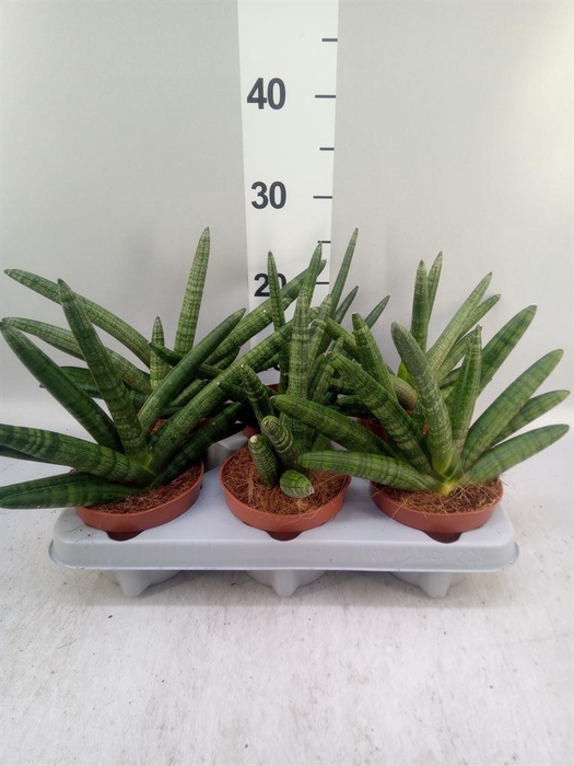 <h4>Sansevieria cyl. 'Boncel'</h4>