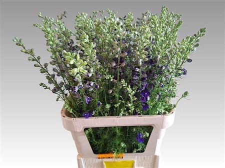 <h4>Delph Aj Ov Blauw</h4>