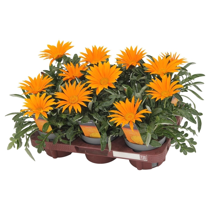 <h4>Gazania Giant Deep Orange Decorum</h4>