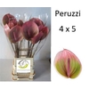 Anthurium Peruzzi
