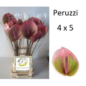 Anthurium Peruzzi