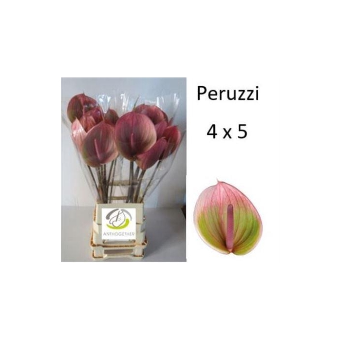 <h4>Anth A Peruzzi</h4>