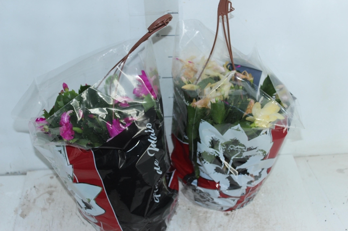 <h4>FLOR DE MAIO C21</h4>