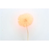 /PRES PUSTE FLOWER MIX H%