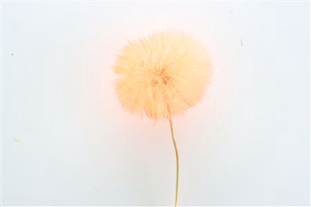 <h4>/PRES PUSTE FLOWER ORANGE H%</h4>