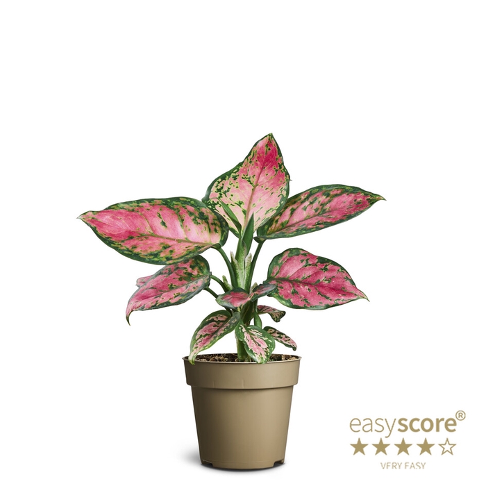 <h4>AGLAONEMA COMMUTATUM P9</h4>