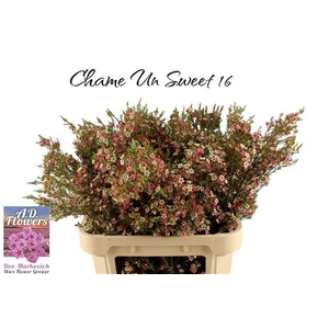 CHAME UN MY SWEET 16