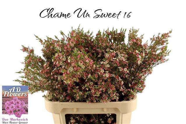 <h4>CHAME UN MY SWEET 16</h4>