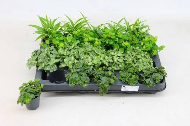 <h4>KAMERPL GEM OV</h4>