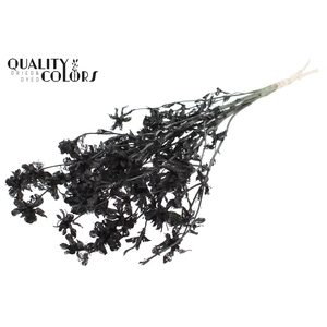 Carthamus per bunch Intense Black