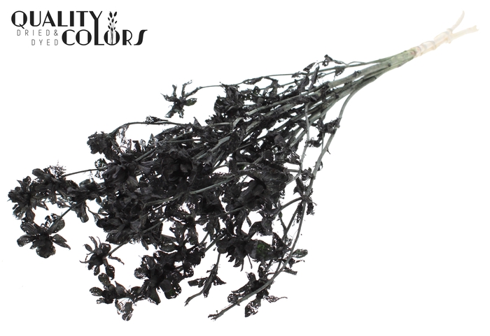 <h4>Carthamus per bunch Intense Black</h4>