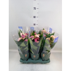 Anthurium  'Joli Duo'  ..mix in pot