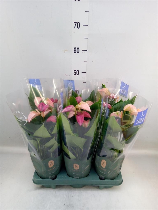 <h4>Anthurium  'Joli Duo'  ..mix in pot</h4>