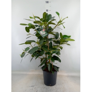 Ficus microcarpa 'Fuji'