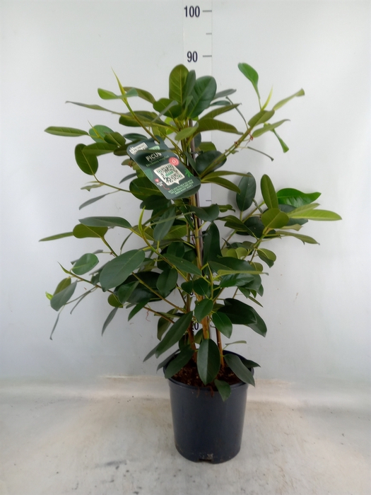 <h4>Ficus microcarpa 'Fuji'</h4>