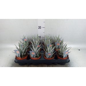Haworthia fasciata 'Alba'