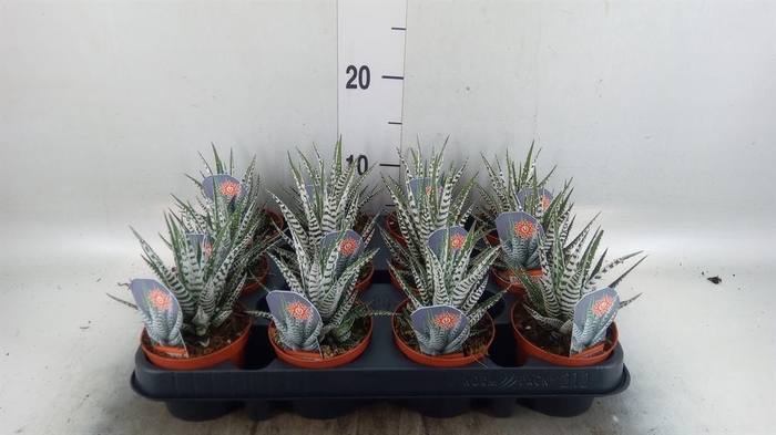 <h4>Haworthia fasciata 'Alba'</h4>
