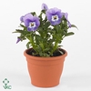 VIOLA CORNUTA TW MARINA