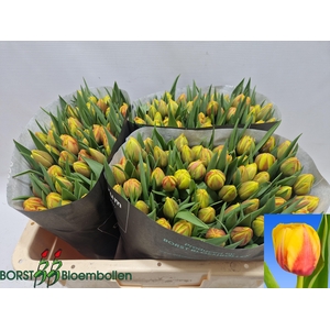 TU DU BELO HORIZONTE