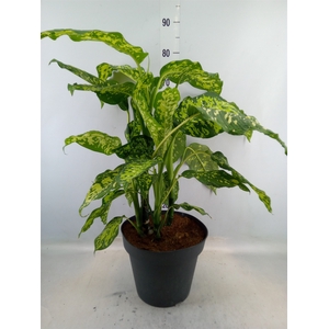 Dieffenbachia