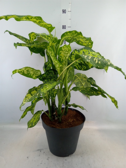 <h4>Dieffenbachia</h4>