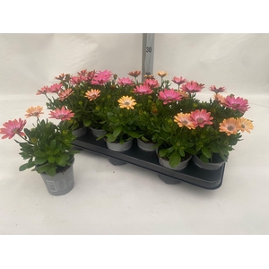 OSTEO FP RO SURPRISE