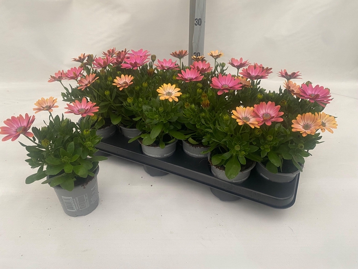 <h4>OSTEO FP RO SURPRISE</h4>