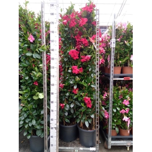 Mandevilla sand. 'SumStar Red'