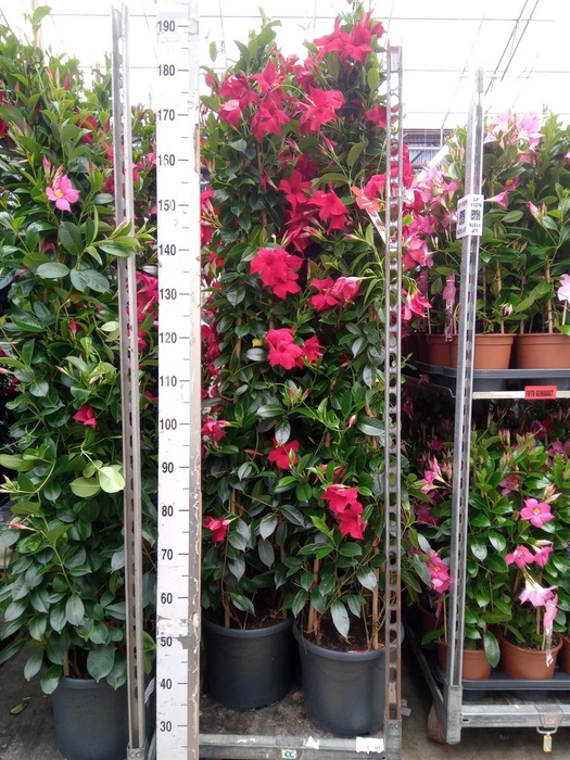 <h4>Mandevilla sand. 'SumStar Red'</h4>